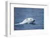 Polar Bear, Svalbard, Norway-Paul Souders-Framed Photographic Print