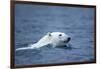 Polar Bear, Svalbard, Norway-Paul Souders-Framed Photographic Print