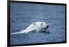 Polar Bear, Svalbard, Norway-Paul Souders-Framed Photographic Print