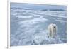 Polar Bear, Svalbard, Norway-Paul Souders-Framed Photographic Print