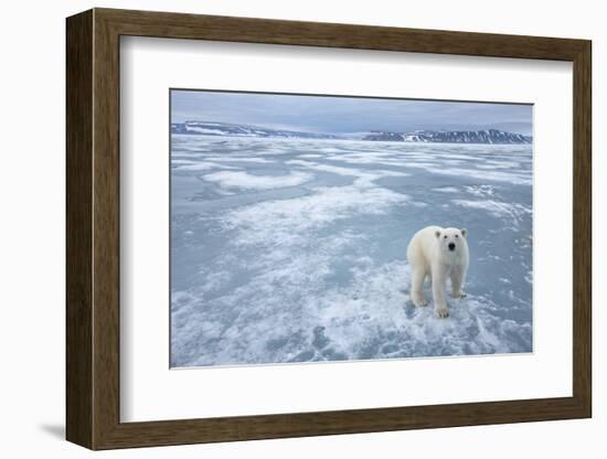 Polar Bear, Svalbard, Norway-Paul Souders-Framed Photographic Print