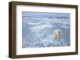 Polar Bear, Svalbard, Norway-Paul Souders-Framed Photographic Print