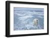 Polar Bear, Svalbard, Norway-Paul Souders-Framed Photographic Print