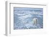 Polar Bear, Svalbard, Norway-Paul Souders-Framed Photographic Print