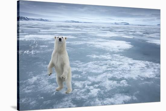 Polar Bear, Svalbard, Norway-null-Stretched Canvas