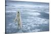 Polar Bear, Svalbard, Norway-null-Stretched Canvas