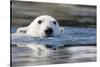 Polar Bear, Svalbard, Norway-null-Stretched Canvas