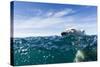 Polar Bear Swimming by Harbour Islands, Nunavut, Canada-Paul Souders-Stretched Canvas