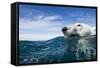 Polar Bear Swimming by Harbour Islands, Nunavut, Canada-Paul Souders-Framed Stretched Canvas