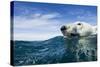 Polar Bear Swimming by Harbour Islands, Nunavut, Canada-Paul Souders-Stretched Canvas