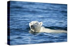 Polar Bear Swimming by Harbour Islands, Nunavut, Canada-Paul Souders-Stretched Canvas