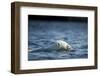 Polar Bear Swimming by Harbour Islands, Nunavut, Canada-Paul Souders-Framed Photographic Print