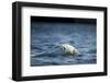 Polar Bear Swimming by Harbour Islands, Nunavut, Canada-Paul Souders-Framed Photographic Print