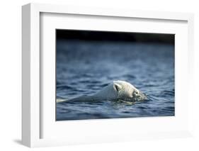 Polar Bear Swimming by Harbour Islands, Nunavut, Canada-Paul Souders-Framed Photographic Print