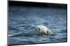 Polar Bear Swimming by Harbour Islands, Nunavut, Canada-Paul Souders-Mounted Photographic Print