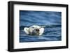 Polar Bear Swimming by Harbour Islands, Nunavut, Canada-Paul Souders-Framed Photographic Print