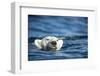 Polar Bear Swimming by Harbour Islands, Nunavut, Canada-Paul Souders-Framed Photographic Print