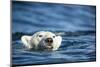 Polar Bear Swimming by Harbour Islands, Nunavut, Canada-Paul Souders-Mounted Photographic Print