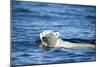 Polar Bear Swimming by Harbour Islands, Nunavut, Canada-Paul Souders-Mounted Photographic Print
