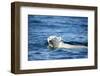 Polar Bear Swimming by Harbour Islands, Nunavut, Canada-Paul Souders-Framed Photographic Print