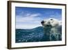 Polar Bear Swimming by Harbour Islands, Nunavut, Canada-Paul Souders-Framed Photographic Print