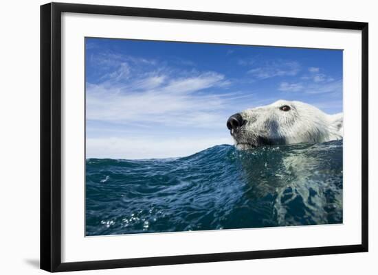 Polar Bear Swimming by Harbour Islands, Nunavut, Canada-Paul Souders-Framed Photographic Print