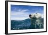 Polar Bear Swimming by Harbour Islands, Nunavut, Canada-Paul Souders-Framed Photographic Print