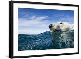 Polar Bear Swimming by Harbour Islands, Nunavut, Canada-Paul Souders-Framed Photographic Print