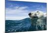 Polar Bear Swimming by Harbour Islands, Nunavut, Canada-Paul Souders-Mounted Photographic Print