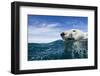 Polar Bear Swimming by Harbour Islands, Nunavut, Canada-Paul Souders-Framed Photographic Print