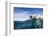 Polar Bear Swimming by Harbour Islands, Nunavut, Canada-Paul Souders-Framed Photographic Print