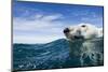 Polar Bear Swimming by Harbour Islands, Nunavut, Canada-Paul Souders-Mounted Photographic Print