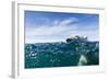 Polar Bear Swimming by Harbour Islands, Nunavut, Canada-Paul Souders-Framed Photographic Print