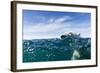 Polar Bear Swimming by Harbour Islands, Nunavut, Canada-Paul Souders-Framed Photographic Print