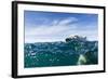 Polar Bear Swimming by Harbour Islands, Nunavut, Canada-Paul Souders-Framed Photographic Print