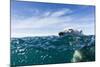 Polar Bear Swimming by Harbour Islands, Nunavut, Canada-Paul Souders-Mounted Photographic Print