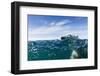 Polar Bear Swimming by Harbour Islands, Nunavut, Canada-Paul Souders-Framed Photographic Print