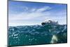 Polar Bear Swimming by Harbour Islands, Nunavut, Canada-Paul Souders-Mounted Photographic Print