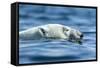 Polar Bear Swimming in Hudson Bay, Nunavut, Canada-Paul Souders-Framed Stretched Canvas