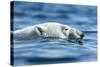 Polar Bear Swimming in Hudson Bay, Nunavut, Canada-Paul Souders-Stretched Canvas