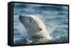 Polar Bear Swimming in Hudson Bay, Nunavut, Canada-Paul Souders-Framed Stretched Canvas