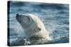 Polar Bear Swimming in Hudson Bay, Nunavut, Canada-Paul Souders-Stretched Canvas