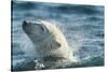 Polar Bear Swimming in Hudson Bay, Nunavut, Canada-Paul Souders-Stretched Canvas
