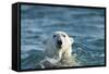 Polar Bear Swimming in Hudson Bay, Nunavut, Canada-Paul Souders-Framed Stretched Canvas