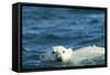 Polar Bear Swimming in Hudson Bay, Nunavut, Canada-Paul Souders-Framed Stretched Canvas