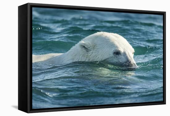 Polar Bear Swimming in Hudson Bay, Nunavut, Canada-Paul Souders-Framed Stretched Canvas