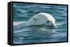 Polar Bear Swimming in Hudson Bay, Nunavut, Canada-Paul Souders-Framed Stretched Canvas