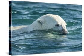 Polar Bear Swimming in Hudson Bay, Nunavut, Canada-Paul Souders-Stretched Canvas