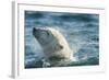 Polar Bear Swimming in Hudson Bay, Nunavut, Canada-Paul Souders-Framed Photographic Print