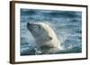 Polar Bear Swimming in Hudson Bay, Nunavut, Canada-Paul Souders-Framed Photographic Print